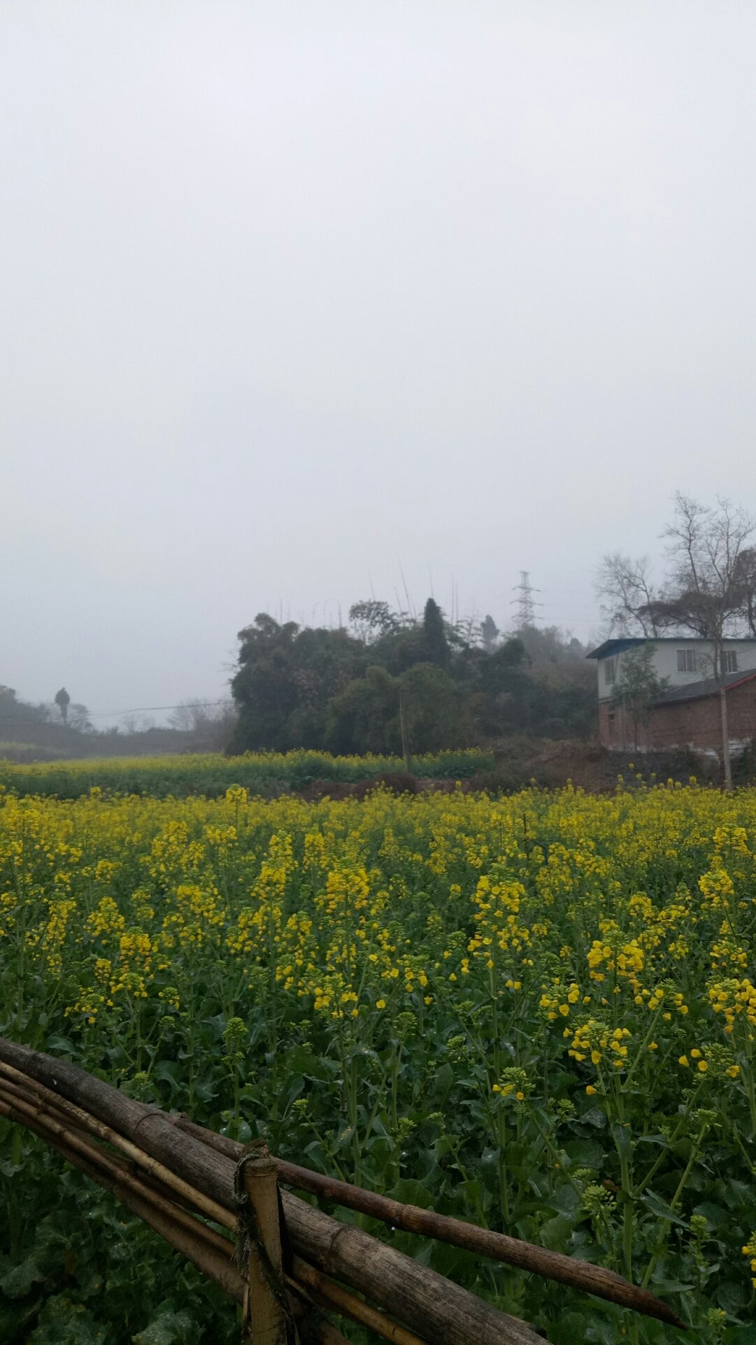 水寨镇最新天气预报