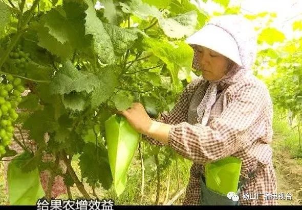 棉花原种场最新项目，推动农业现代化与乡村振兴的新引擎