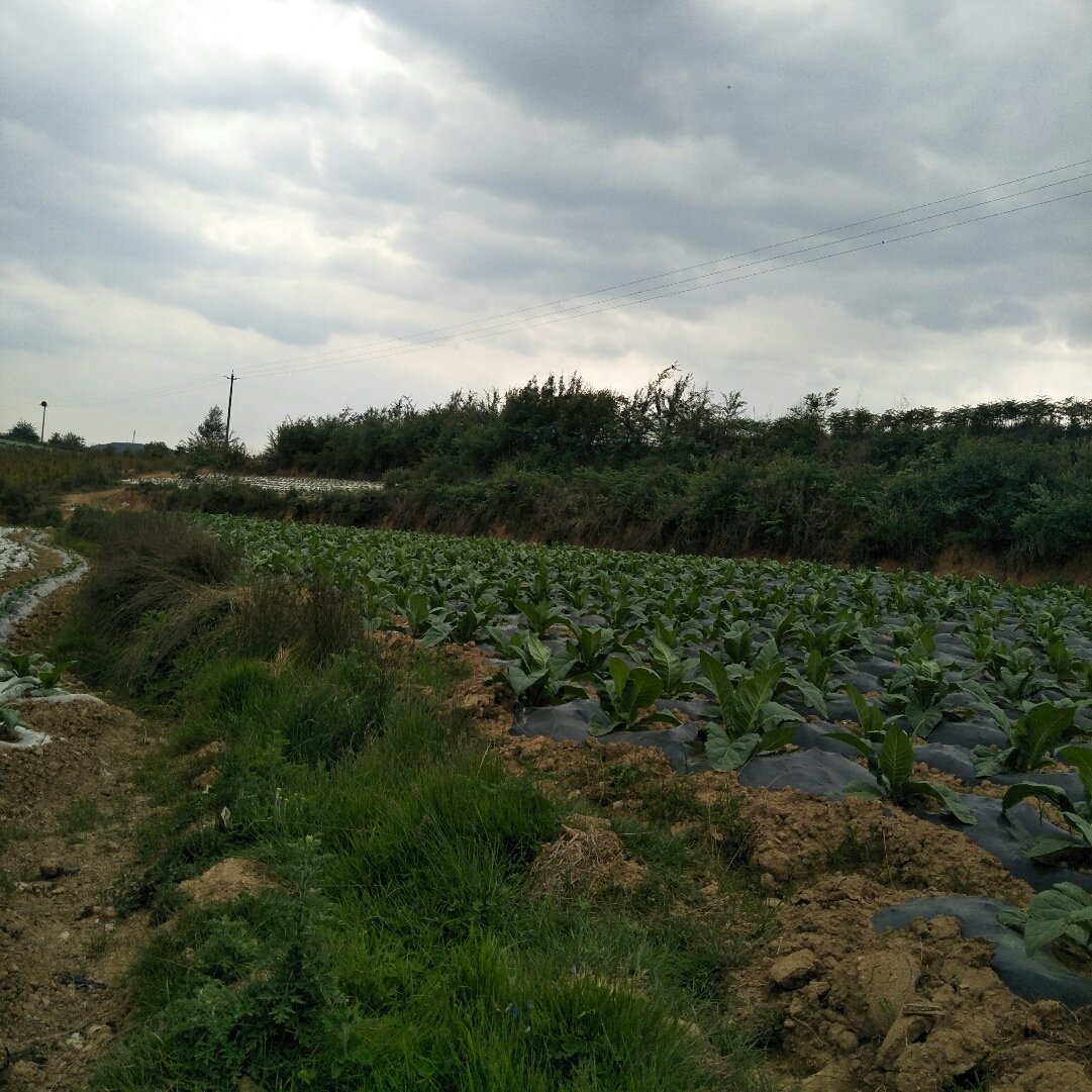 龙潭乡龙山镇天气预报更新通知